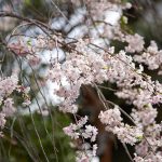 群馬県和婚神前式桜神社結婚式