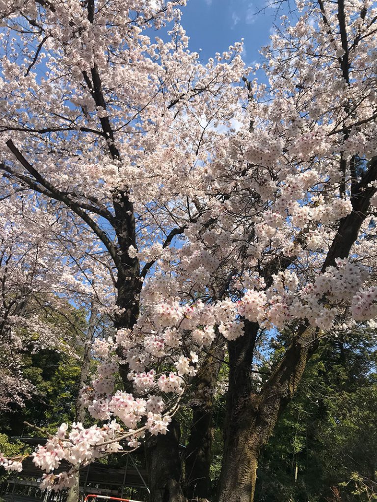 群馬和婚神前式桜結婚式