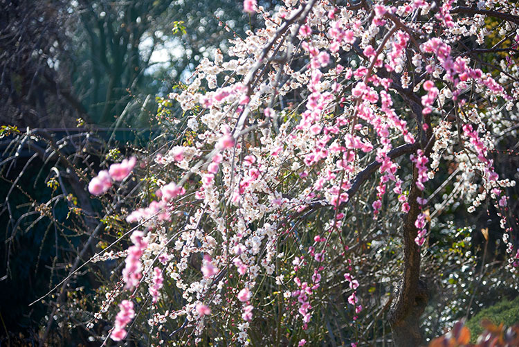 群馬桜和婚神社結婚式