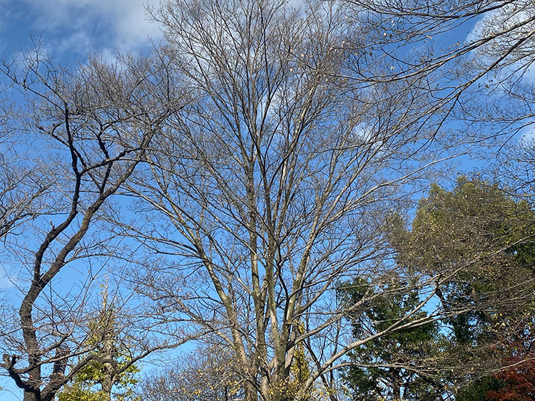 群馬和婚神前式神社結婚式