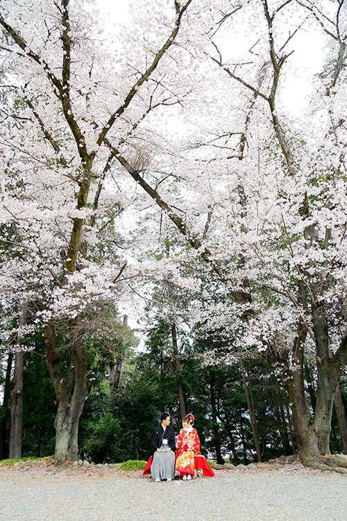 桜・花嫁結婚式群馬県和婚神前式