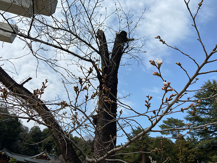 高崎市桜和装ロケーションフォト 