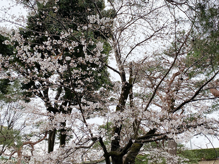 高崎市桜和装ロケーションフォト