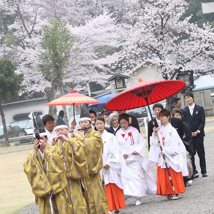 桜・花嫁・桜神前結婚式